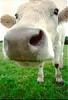 Bovine's Avatar