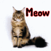 pirate_catt's Avatar