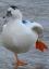 titanic95594's Avatar