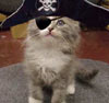 Tepcat's Avatar